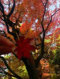 京都圓山公園 日式風格園林