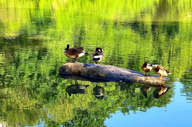 紐約中央公園：繁華城市之息與野生動物的樂園
