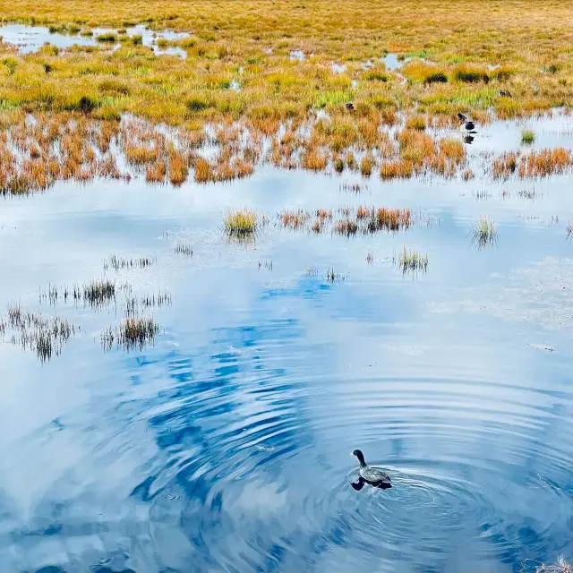 Ruoergai Flower Lake||God's own land