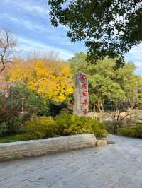 武漢小眾賞水杉地,讓你擺脫城市疲憊