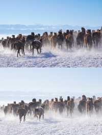 新疆伊犁昭蘇不僅有天馬還有馬踏飛雪