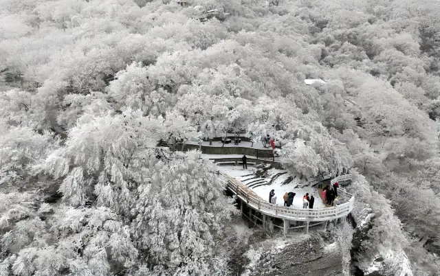 Don't miss it! Yuntai Mountain at sea: rime and frost, jade trees and beautiful branches