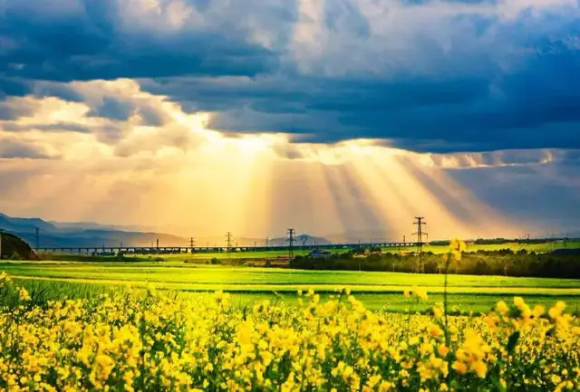 Let me show you the rapeseed flowers in Qinghai