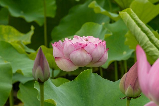 黃興公園荷花香