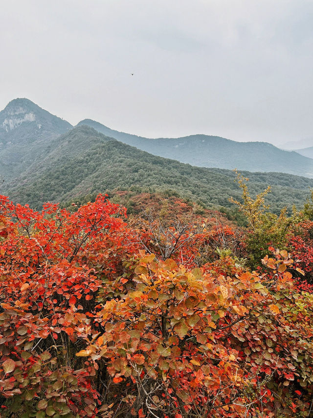 鄭州周邊遊｜秋天去山裡看紅葉葉