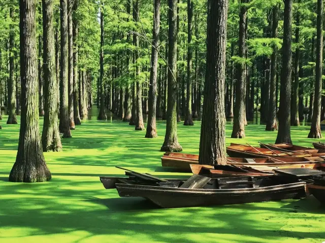 Water Forest~ Experience a different boating experience