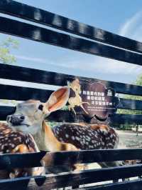 洪澤湖濕地宿遷絕美水上森林