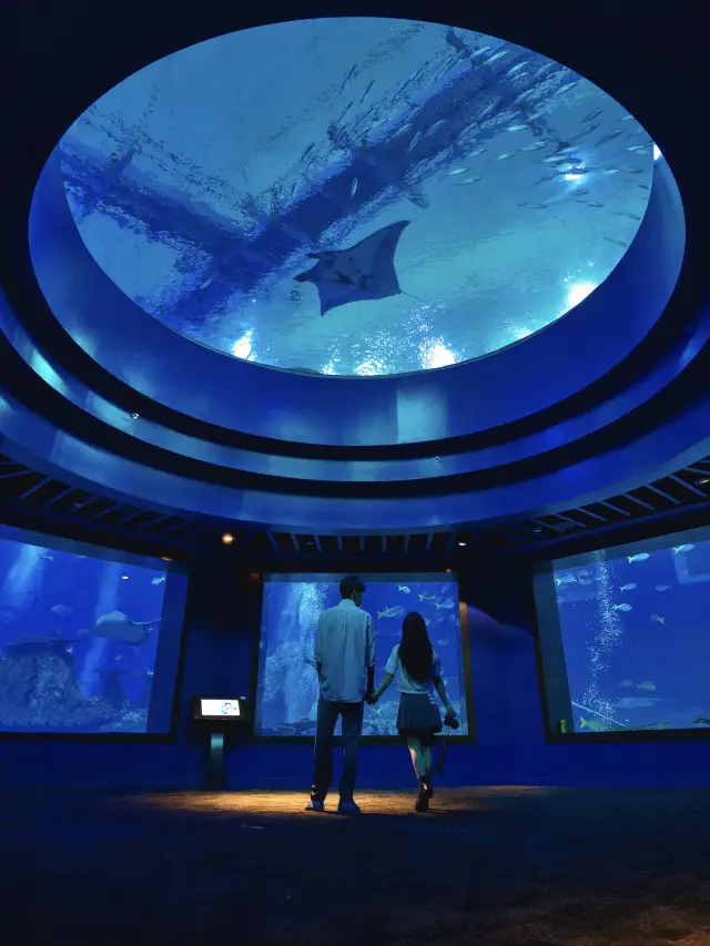 シンガポール水族館ロマンチックツアー｜Lost in blue