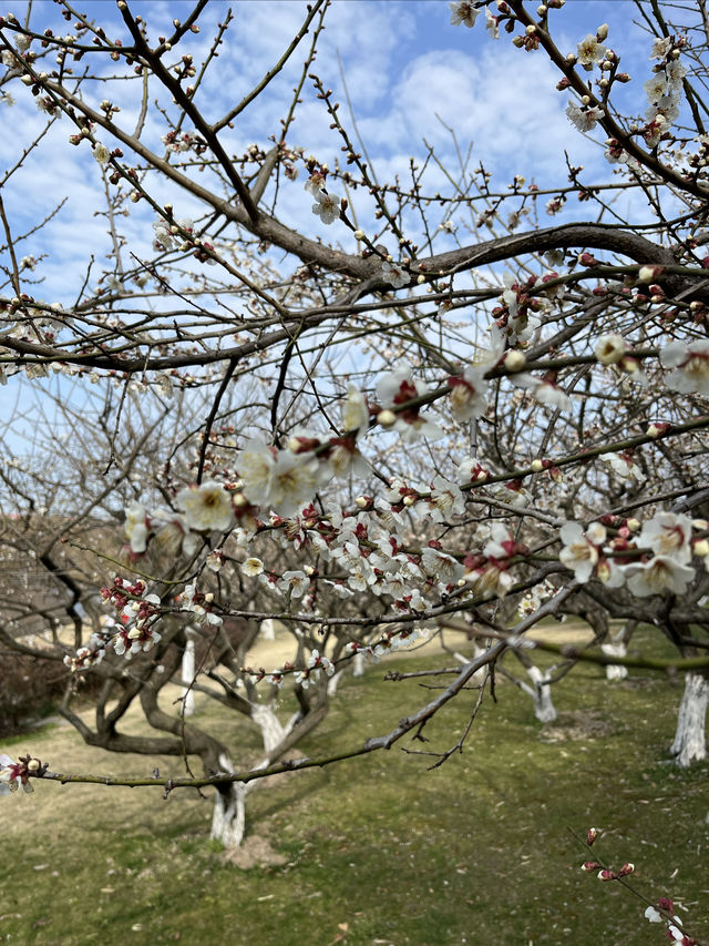 感受春天 - 閔行體育公園的早春梅花