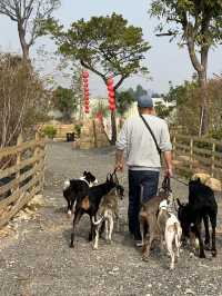 在東莞找到一家像樣的狗狗寄養地方真的好難