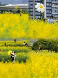 《深圳周邊遊：闖入油菜花的金色世界