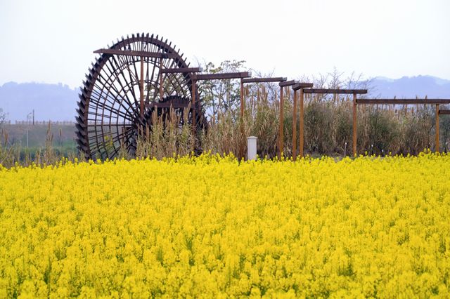 彭山五湖四海油菜花海，花開正艷