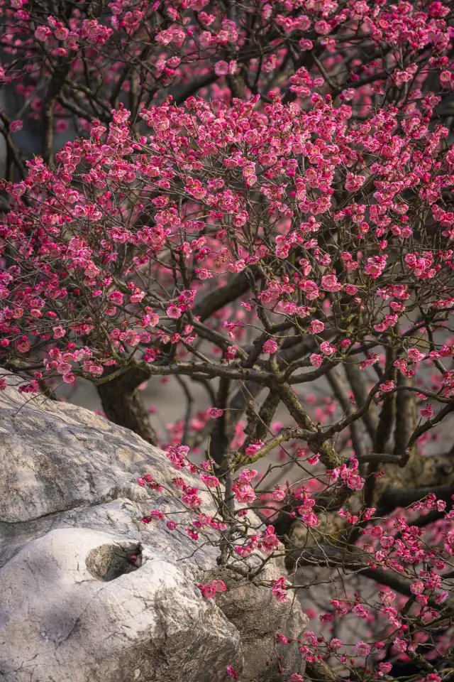 Enjoying the plum blossoms in Li Garden