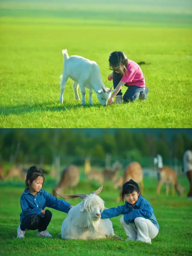 여름철 부모와 자녀가 함께하는 여행-훌룬베이얼 대초원은 당연히 첫 번째 선택이다