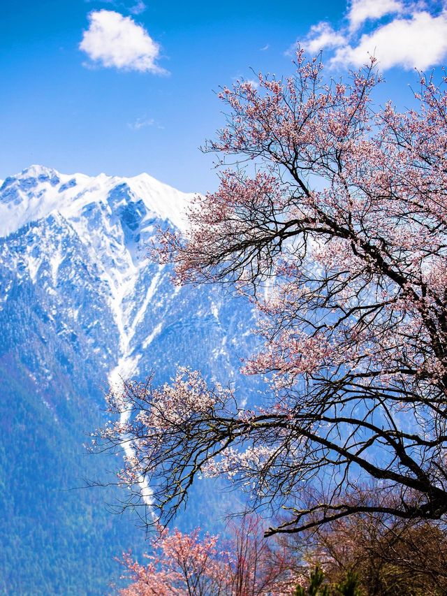 3月看林芝桃花，一定要注意的8件事