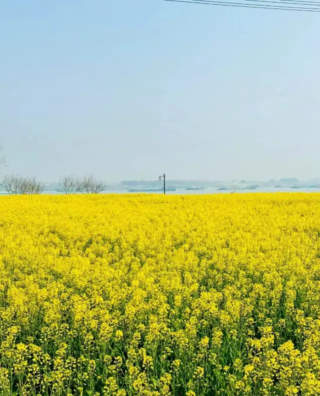 Hangzhou to Fuchun River rapeseed flower fields