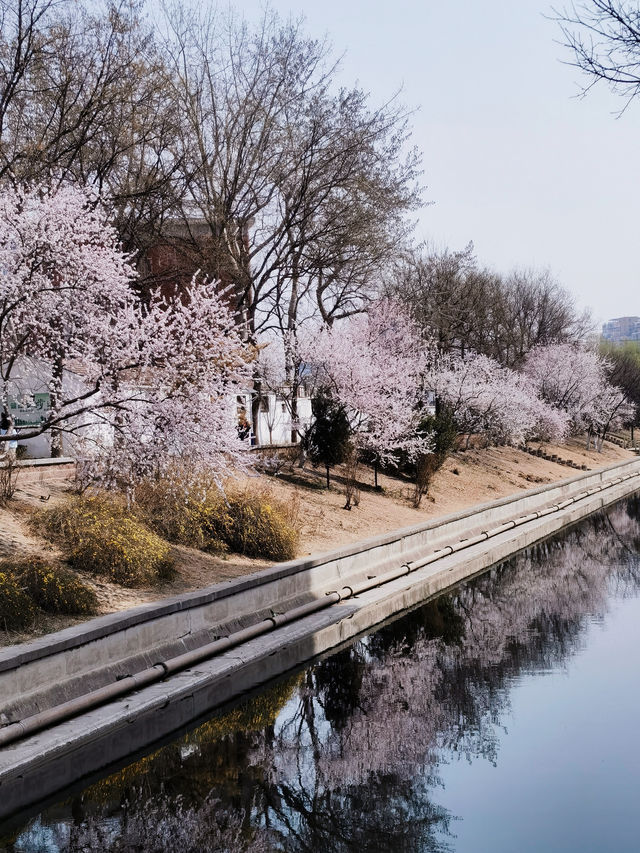 人少景美 二道沟山桃花賞花正當時