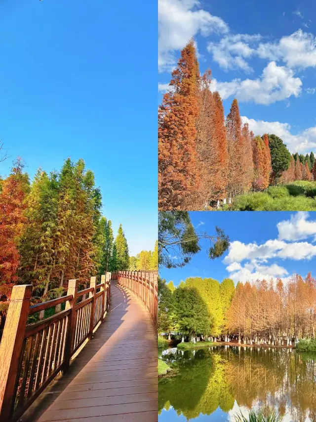 Haigeng Wetland in Kunming is a must-visit destination in any season, and I highly recommend it