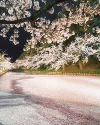 🌸 昨年の弘前公園の桜は美しかったです。