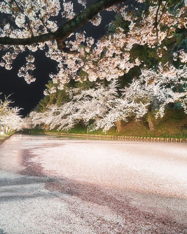 🌸 昨年の弘前公園の桜は美しかったです。