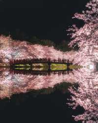 🌸 昨年の弘前公園の桜は美しかったです。