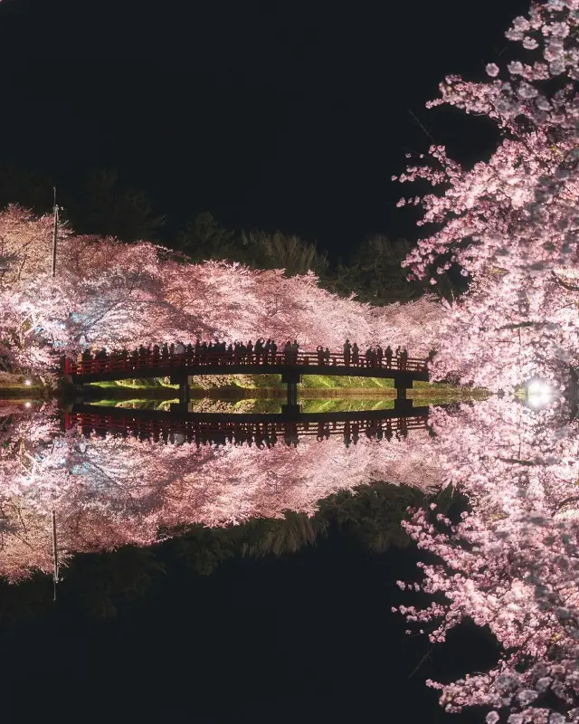 🌸 昨年の弘前公園の桜は美しかったです。