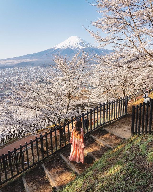 日本を代表する景色、新倉山浅間公園の桜