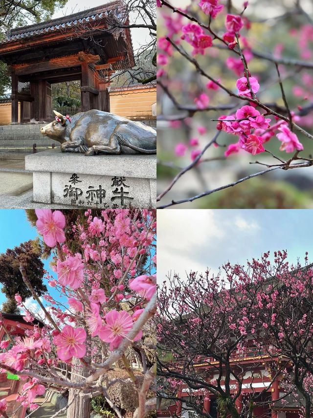 九州泡溫泉賞梅花5天4夜這樣玩！！