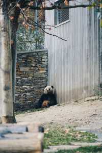 看熊猫，一定要去汶川卧龍大熊猫基地