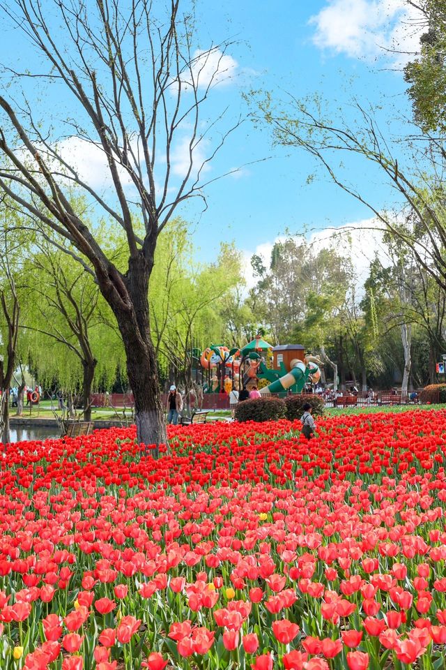 武漢這個免費公園居然開滿了鬱金香附攻略