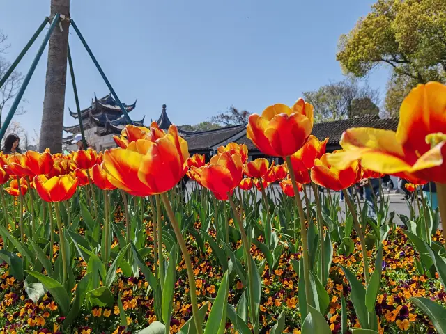 Go to Shangfang Mountain Forest Park to see the flowers on a spring day~~