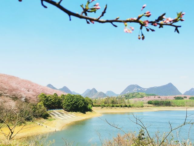 平坝，滿足對櫻花的一切美好想像|打卡萬畝櫻花園