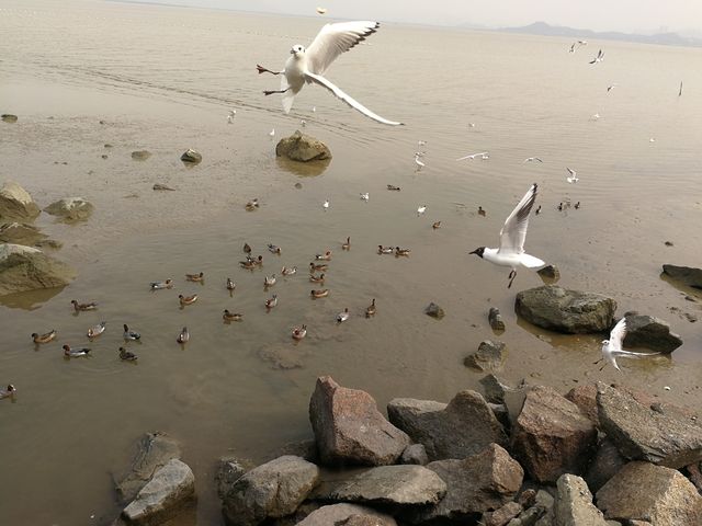探索自然與繁華：深圳紅樹林與歡樂海岸雙重體驗之旅