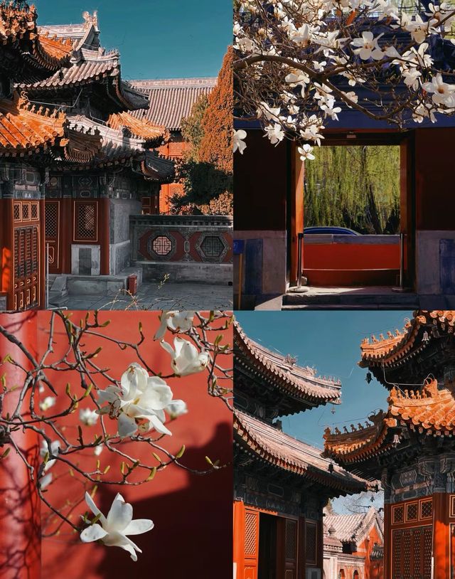 北京藝術博物館|觀古建賞玉蘭，太美了