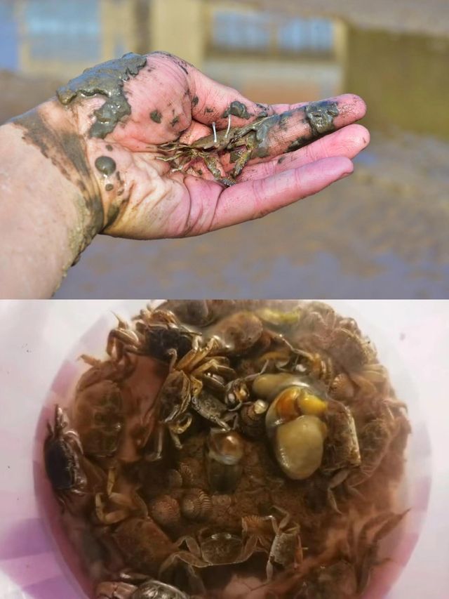 浙江赶海天花板遍地是螃蟹跳跳魚