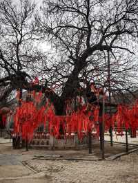 相傳清代順治皇帝出家之地：白雲禪寺