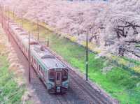 Sendai Sakura Charm