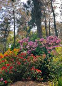 杭州有自己的莫奈花園 漫山杜鵑