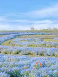 上海寶藏公園喜林草花海木繡球盛花期