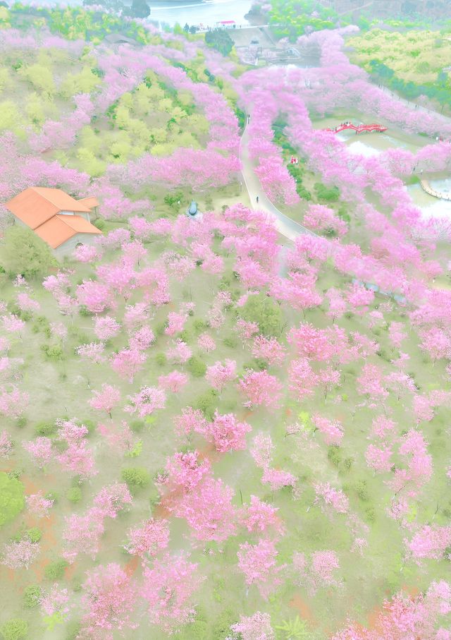 常寧百萬櫻花園