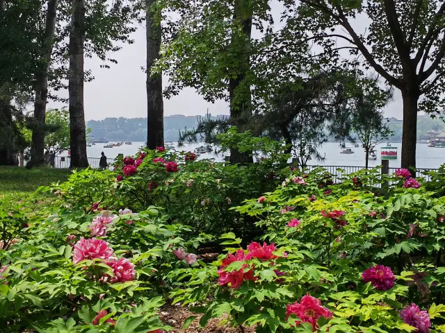 Enjoying peonies in the capital on a spring day