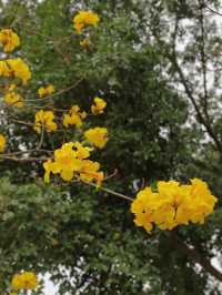 天竺山之春花烂漫