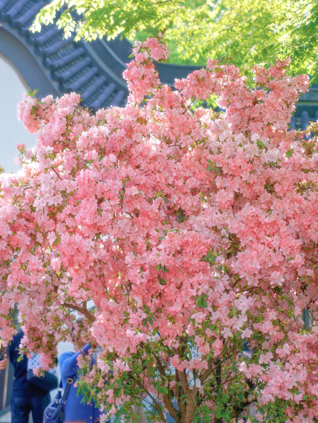 五一假期看花展