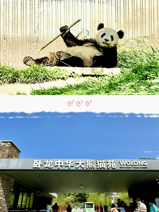 川西北｜胖達我來啦·臥龍中華大熊貓苑