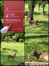 上海的這座公園簡直太驚豔啦真的超級有奈良的感覺呀