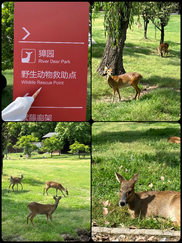 上海的這座公園簡直太驚豔啦真的超級有奈良的感覺呀