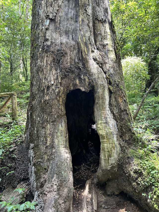 龍苍溝國家級森林公園