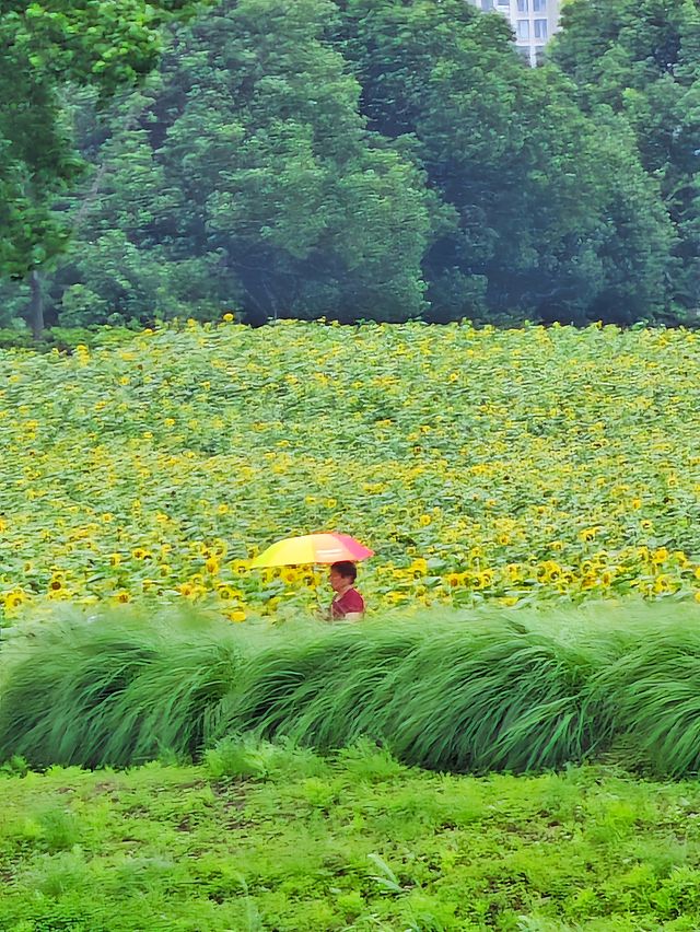 夏日醉美向日葵~蘇州灣體育公園