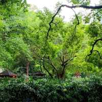 尋訪-韶城《叁拾玖》雨中漫步“西橋公園”