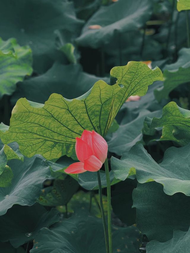 綿陽西山公園推薦